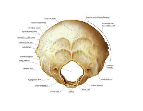 Occipital Bone By Asklepios Medical Atlas Occipital Skull Anatomy