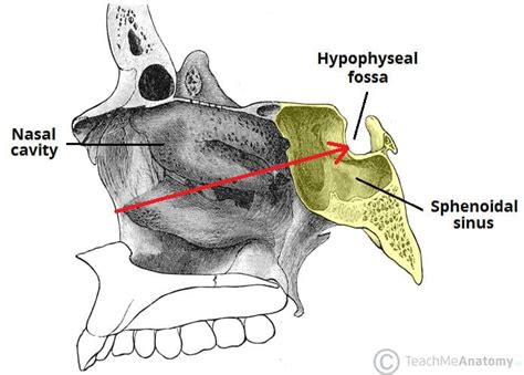 Sphenoid Bone Location Structure Function Teachmeanatomy