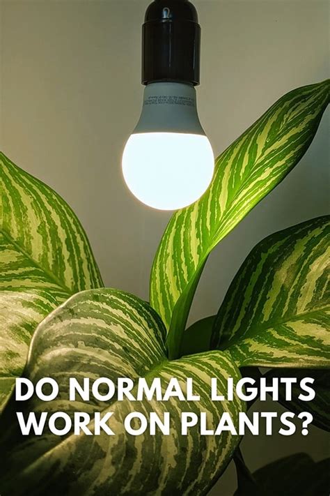 Do Regular Led Lights Work For Plants Ourhouseplants
