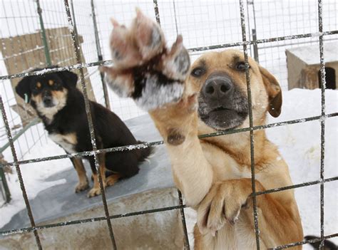 Romanian Stray Dogs Issued A Death Sentence After Boy Dies