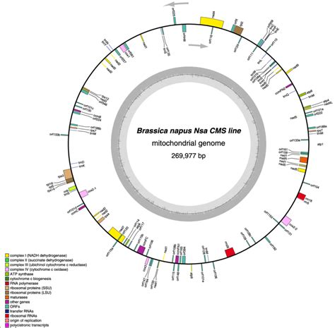 Map Of Nsa Cms Mitochondrial Genome The Features Of The Download