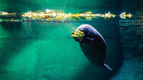 Manatee Eating Lettuce 169 Wallpapers