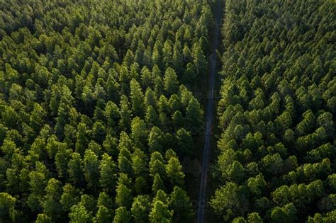 Image Of Aerial Image Of A Pine Tree Plantation Forest Austockphoto