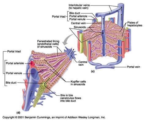 There is another vein connected to the liver called the hepatic portal vein. CH23 Liver Anatomy