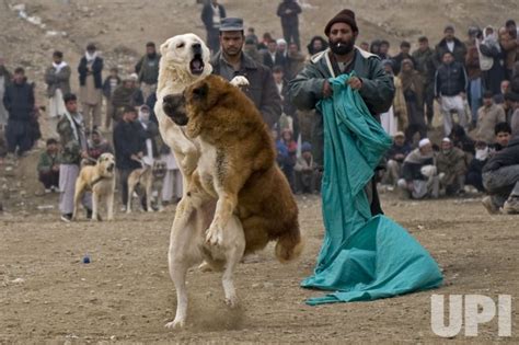 Photo Dog Fighting Returns To Popularity In Afghanistan