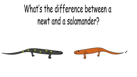 Newt Vs Salamander What S The Difference Youtube