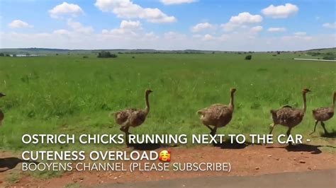 Ostrich Chicks Running Next To The Car Cuteness Overload 🥰 Youtube