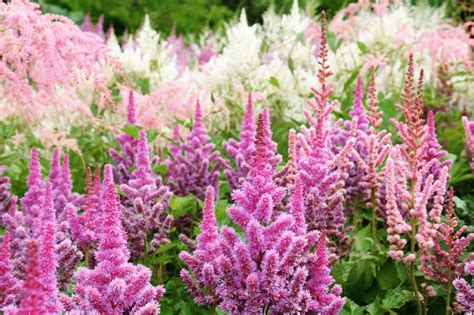 What To Plant With Astilbe Master Companions For Your Garden My