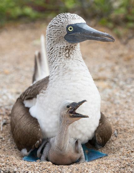 On Galápagos Revealing The Blue Footed Boobys True Colors The New