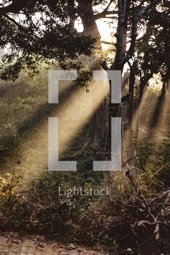 Sunbeams Through Trees — Photo — Lightstock