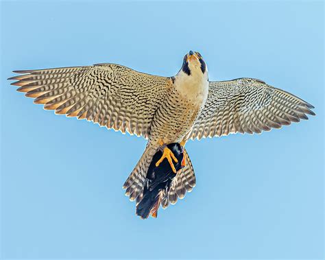 Peregrine Falcon In Flight 9 Photograph By Morris Finkelstein Fine