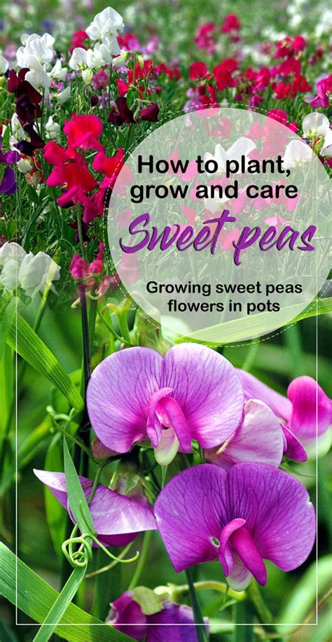 How To Plant Grow And Care Sweet Peas Growing Sweet Peas