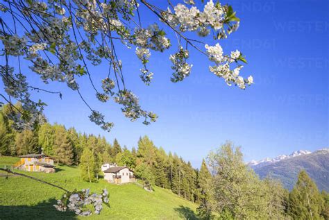 Floweing Cherry Tree At Pian Di Gembro Aprica Orobie Alps Valtellina