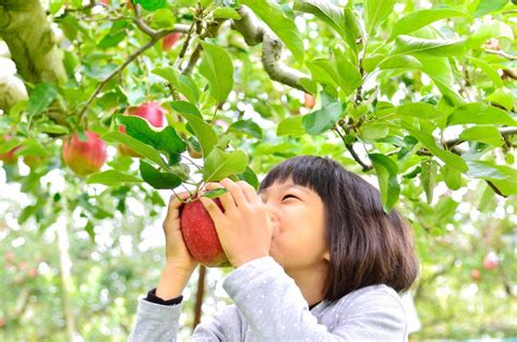 7 Places to Go Apple Picking in Washington | ParentMap