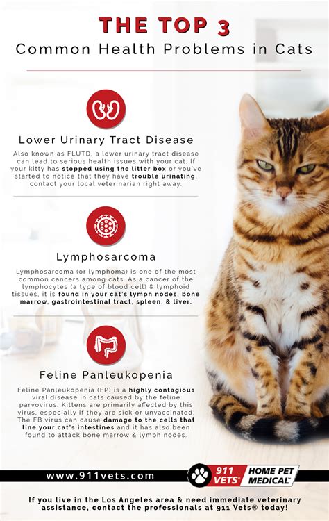 Mobile Veterinary Services Los Angeles The Top 3 Cat Health Problems