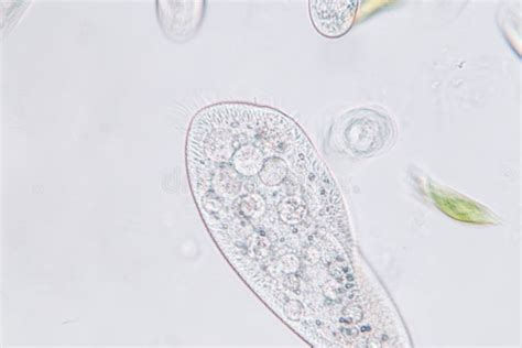 Paramecium Under A Light Microscope 100x Magnification Stock Image