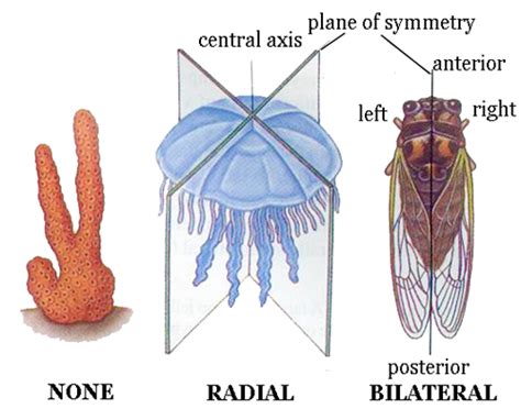 Radial Symmetry Jellyfish