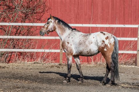 Appaloosa Wallpapers Top Free Appaloosa Backgrounds WallpaperAccess