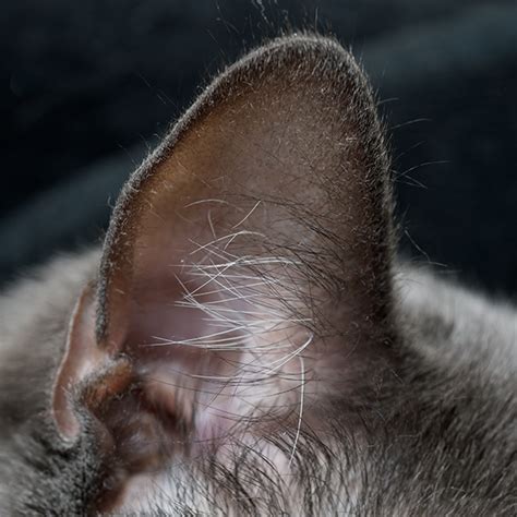 Emerse 30.342 views1 year ago. The Weird Science of Cats' Ears - Catster