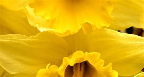 Nomi di fiori e piante. Fiori gialli nomi - Piante Perenni - Nomi dei fiori gialli