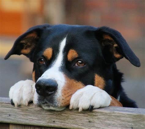 Honden Foto Entlebucher Sennenhond