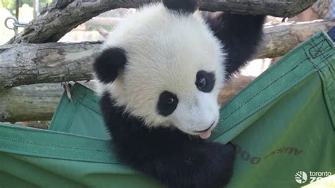Toronto Zoo Giant Panda Cubs At 8 Months Youtube