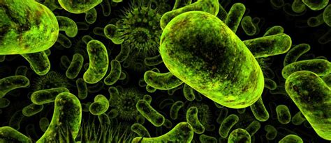 Las Bacterias Tienen Celulas Chefli