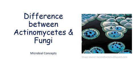 Difference Between Actinomycetes And Fungi Fungi Actinomycetes
