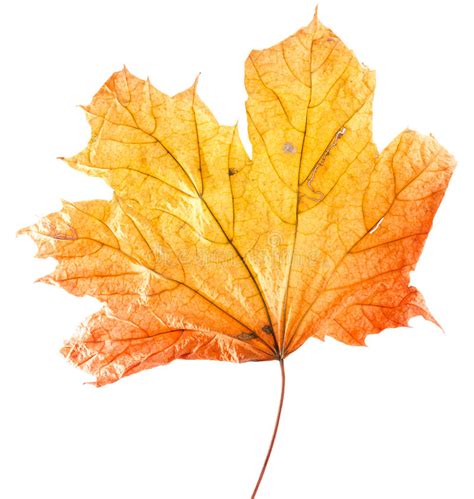Autumn Yellow Maple Leaf Isolated On The White Background Stock Image