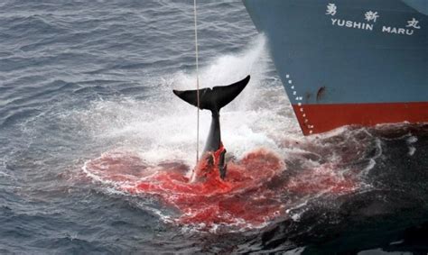 Japan Just Murdered 333 Whales In An Antarctic Hunt For Research Purposes