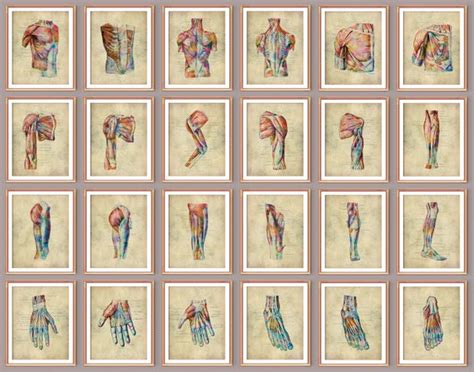 24 Vintage Anatomy Posters Muscular System Print Human Muscles Etsy