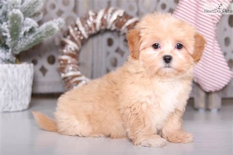 Dixie Shih Poo Shihpoo Puppy For Sale Near Columbus Ohio