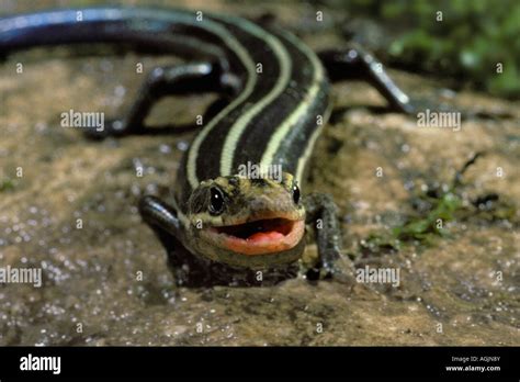 Funny Five Lined Skink Eumeces Fasciatus Standing On Rock Facing