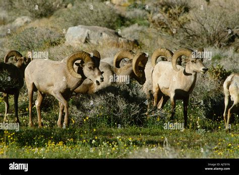 Peninsular Desert Bighorn Sheep Herd Ovis Canadensis Cremnobates Stock