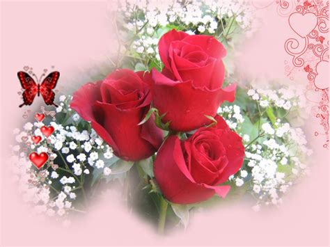 Lovely Red Rose Flowers Wallpapers Entertainment Only