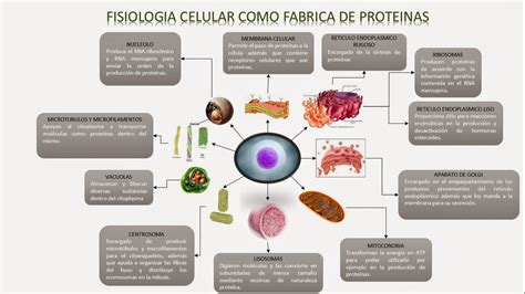 Celulas Y Su Fisiologia