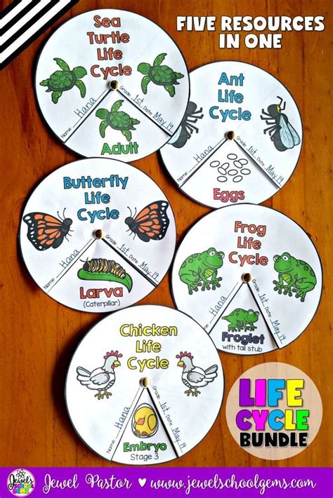 Animal Life Cycle Science Activities Life Cycle Of Animals Crafts