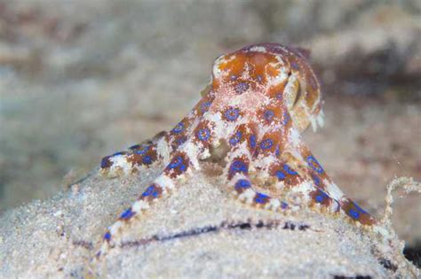 โดย ชายคนดังกล่าวระบุว่า มันคือหมึกบลูริงใช่ไหม ขอผู้มีความรู้ เราเจอที่ตลาด มีคนขาย เราถามพ่อค้าบอกลูกปลาหมึก 11 มีนาคม 64. หมึกบลูริง พิษร้ายที่มาพร้อมความอร่อย - พบแพทย์