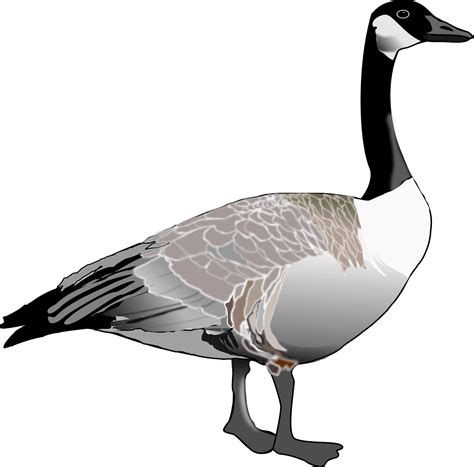 Canadian Goose Clipart