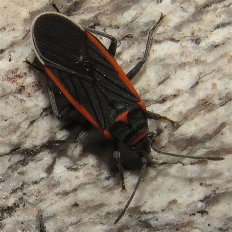 Pima Canyon Seed Bug Melacoryphus Lateralis Bugguidenet