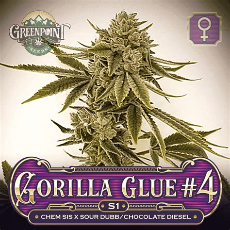 Gorilla Glue 4 S1 Cannabis Seeds Gg4 Strain Greenpoint Seeds