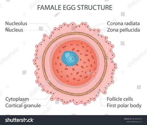 1 948 Human Egg Cells Structure Images Stock Photos Vectors