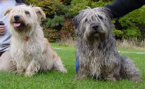 Perhaps The Greatest Reason To Get A Glen Of Imaal Terrier Is That They