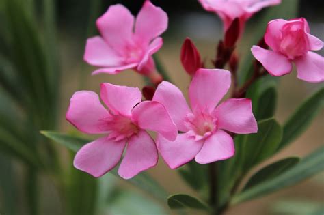 To connect with oleander, join facebook today. Oleander Atlas - Nerium Oleander Atlas