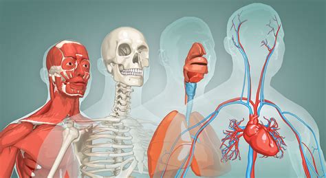 Locura Respirar Paquete Anatomia Del Cuerpo Humano 3d En Español