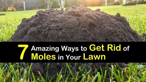 7 Amazing Ways To Get Rid Of Moles In Your Lawn Repellent Diy Mole