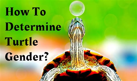 How To Determine Turtle Gender Turtle Yellow Bellied Slider Red Ear Turtle