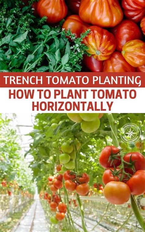 Trench Tomato Planting How To Plant Tomato Horizontally