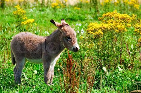 A Donkey Foal Alone On The Meadows Stock Photo Colourbox