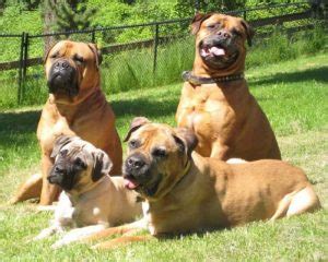 However, when its family is even pit mastiff puppies can be very heavy for small children. Pitbull Mastiff Breed - Goldenacresdogs.com